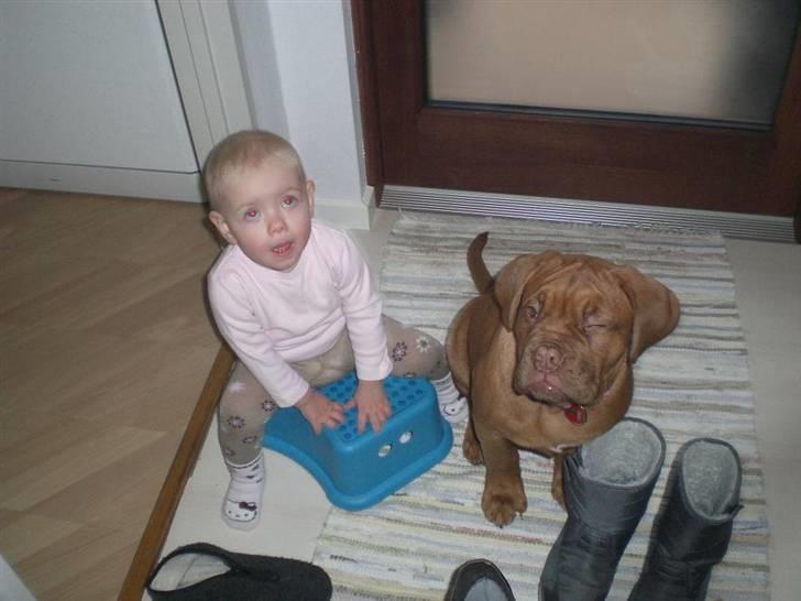 Dogue de bordeaux Cobberhouse's Buena Vista - På familiebesøg billede 3