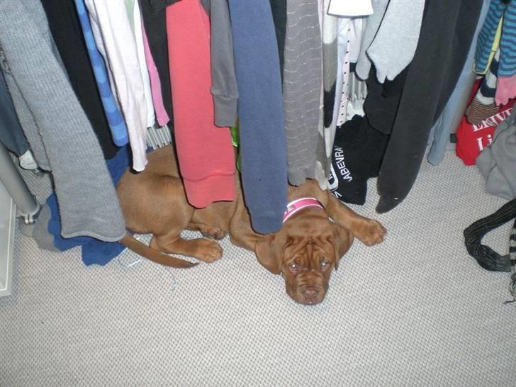 Dogue de bordeaux Cobberhouse's Buena Vista - Hendes lille hule under tøjet billede 4