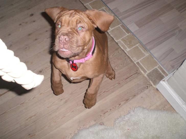 Dogue de bordeaux Cobberhouse's Buena Vista - Legesyg billede 5