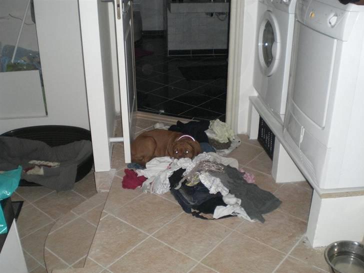 Dogue de bordeaux Cobberhouse's Buena Vista - Hmm... Hun vil være med i alt, her igang med at passe på vasketøjet:o) billede 6