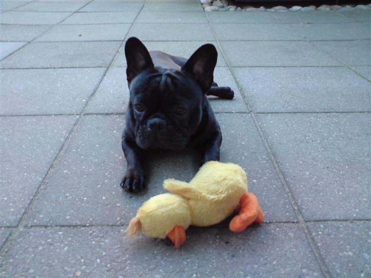 Fransk bulldog Chaco - min ynglings rap-and levede ikke sååå længe..  billede 14