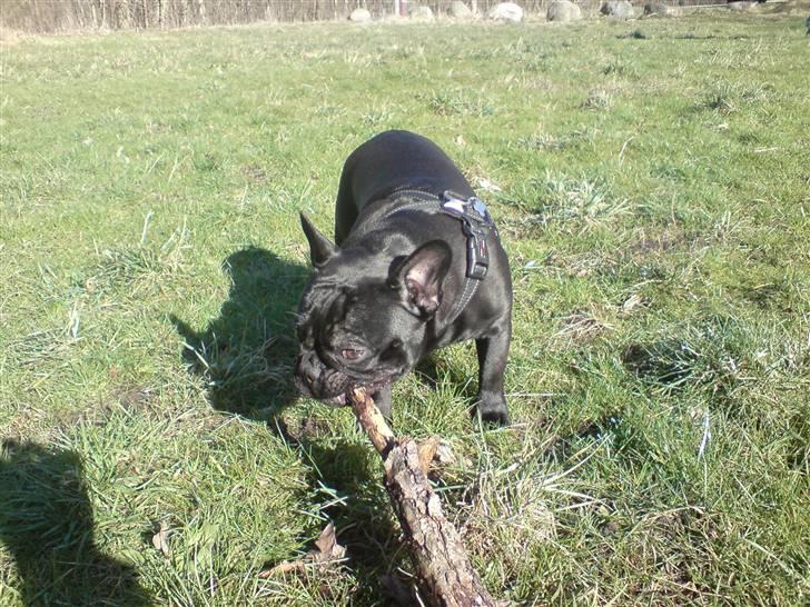 Fransk bulldog Chaco - den er da ikke for stor til mig.... : ) billede 15