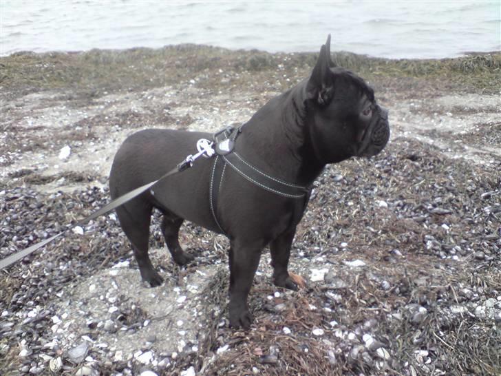 Fransk bulldog Chaco billede 16