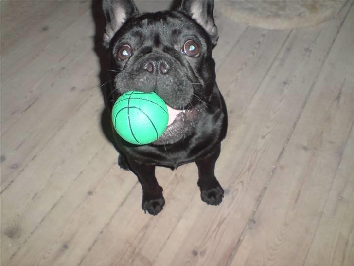 Fransk bulldog Chaco - køn er jeg ikke..  billede 17