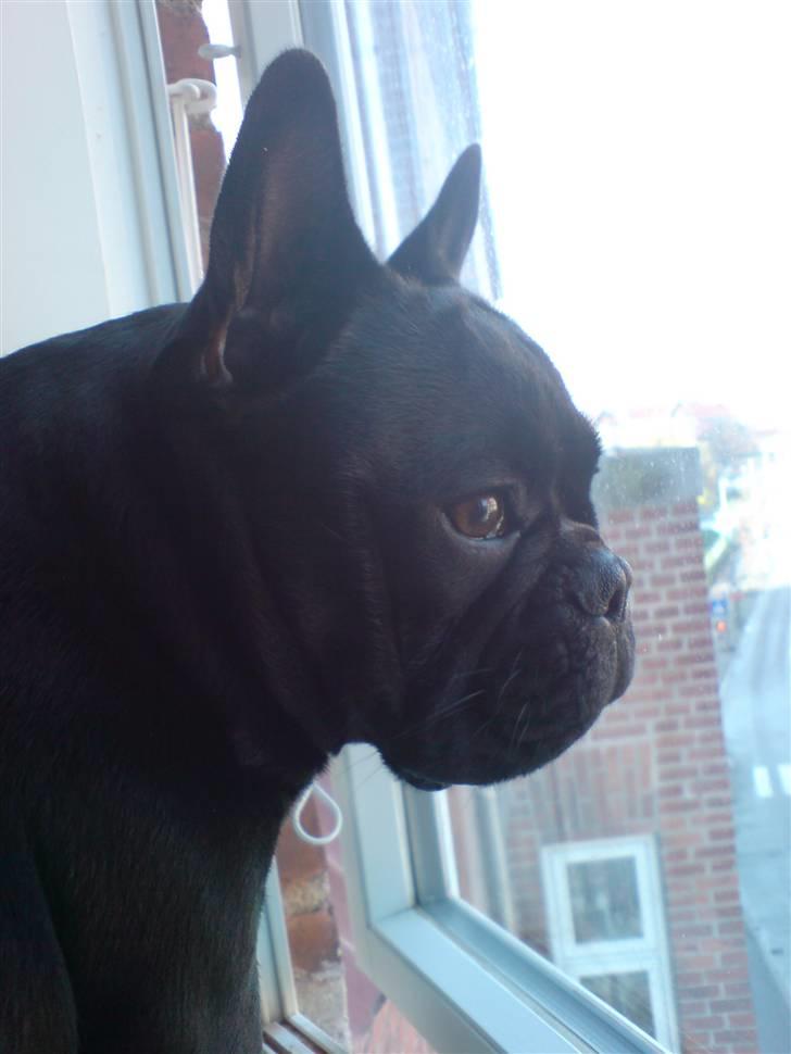 Fransk bulldog Chaco - tjekker lige det hele er som det skal være på gaden.. billede 18