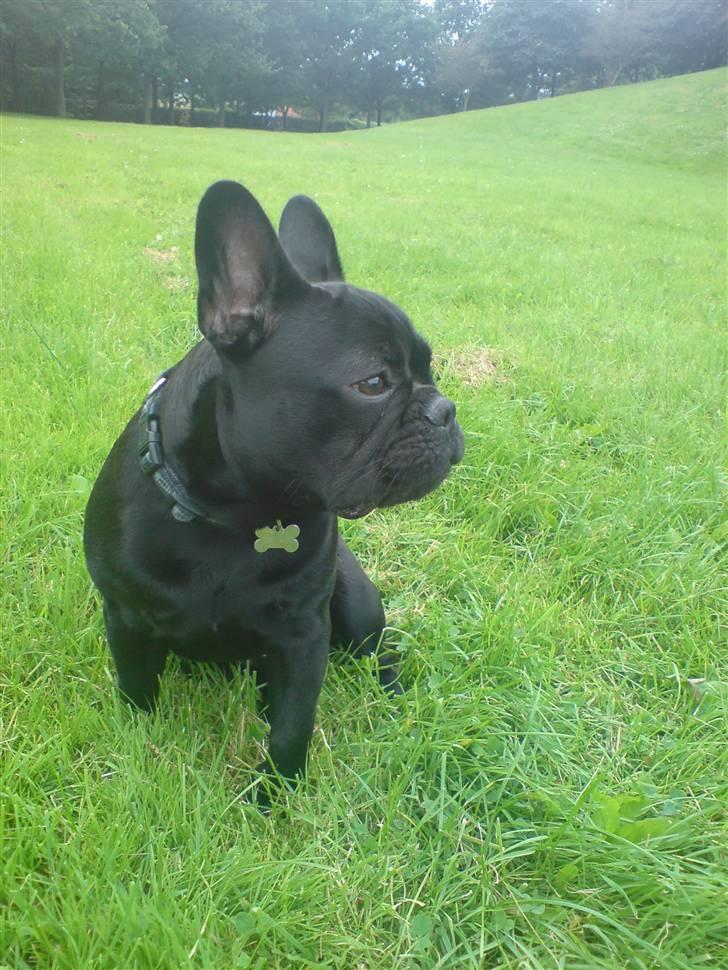 Fransk bulldog Chaco billede 19