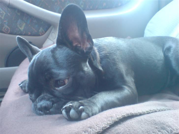 Fransk bulldog Chaco billede 20