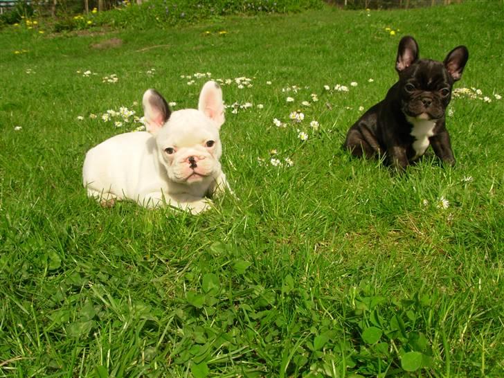 Fransk bulldog Anny Imperial Carlsbad - Anny´s døtre Lui Aimeé Coco Chanel og Lui Aimeé Chloé billede 11