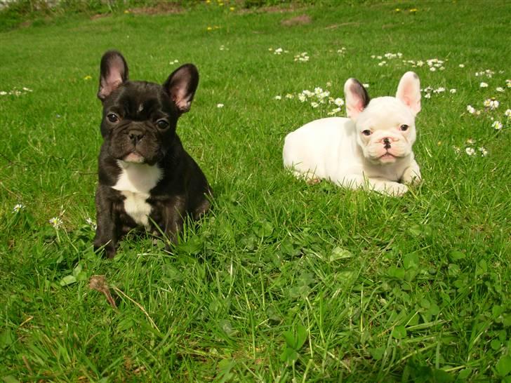 Fransk bulldog Anny Imperial Carlsbad - Anny´s hvalpe.2008. billede 12