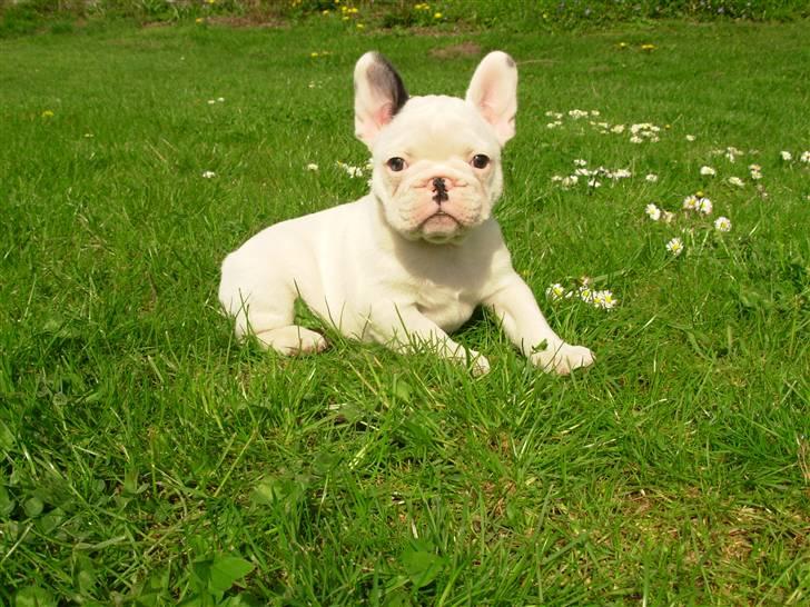 Fransk bulldog Anny Imperial Carlsbad - Anny´s datter Lui Aimeé Chloé...Bor hjemme hos Kennel Lui Aimeé billede 13