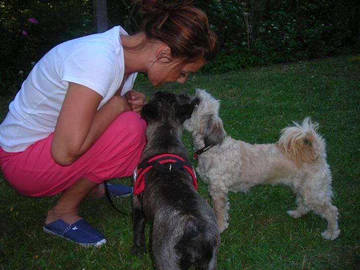 Fransk bulldog Bella - mor skal lige ha et kys billede 3