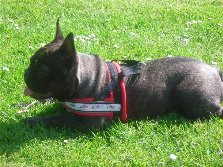 Fransk bulldog Bella - fotomodel er jeg hvertfald billede 4