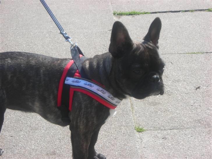 Fransk bulldog Bella - så det tid til tuuur billede 5