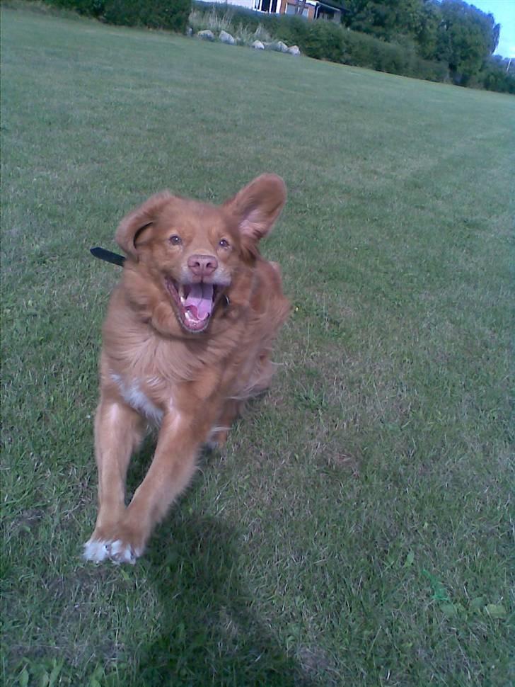 Nova scotia duck tolling retriever Silas Sakæus - Velkommen til Brum den Glades profil xD - Det er mig. 9/8 08 billede 1