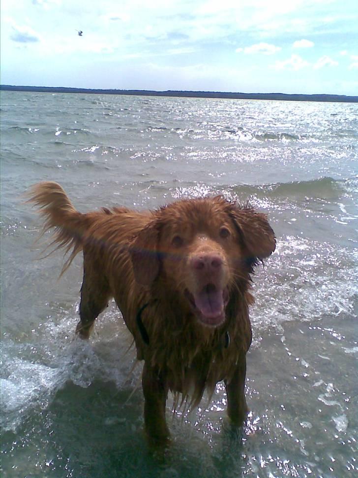 Nova scotia duck tolling retriever Silas Sakæus - 2/8 08 billede 2