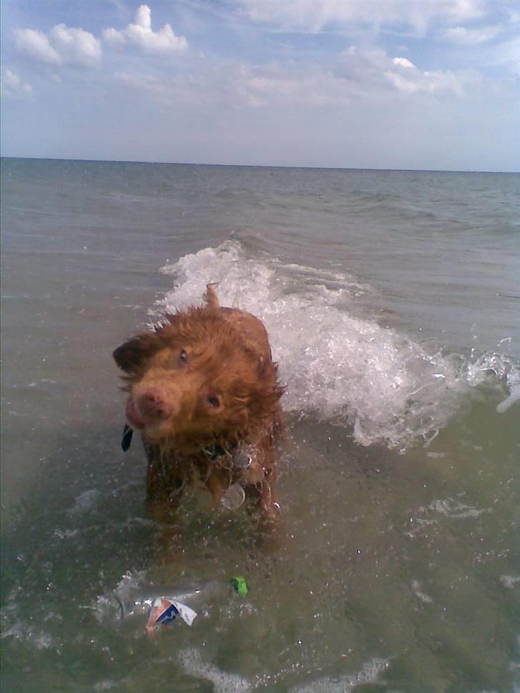 Nova scotia duck tolling retriever Silas Sakæus - På stranden, 2/8 08 billede 3