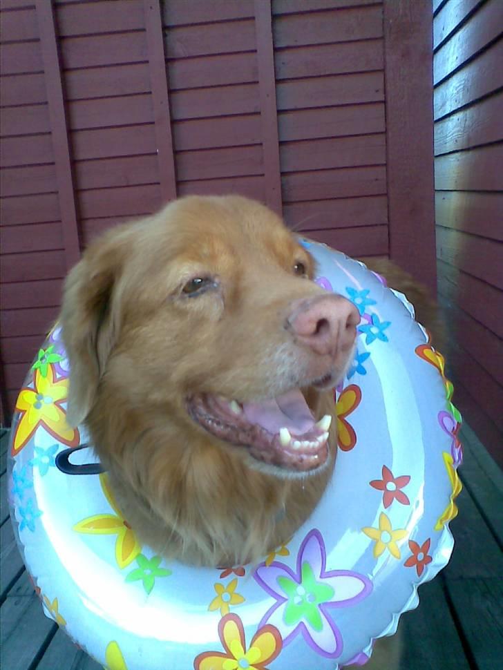 Nova scotia duck tolling retriever Silas Sakæus - SÅ er jeg klar til en badetur! 31/7 08 billede 4