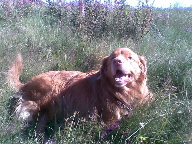 Nova scotia duck tolling retriever Silas Sakæus - Jeg går ind for at soltørre, så sparer man jo på strømmen.. 26/7 08 billede 5