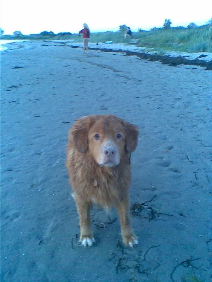 Nova scotia duck tolling retriever Silas Sakæus - Ja okay, AFSLØRET. Det var mig der gravede stenen ned. 22/7 08 billede 6