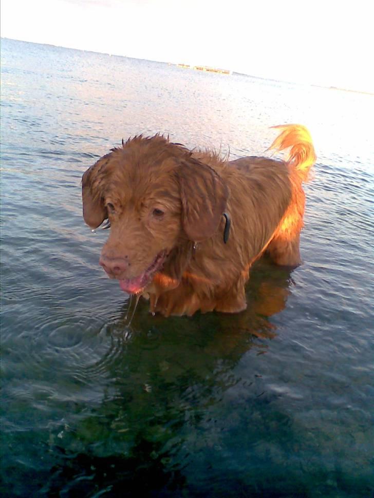 Nova scotia duck tolling retriever Silas Sakæus - 12/7 08 billede 7