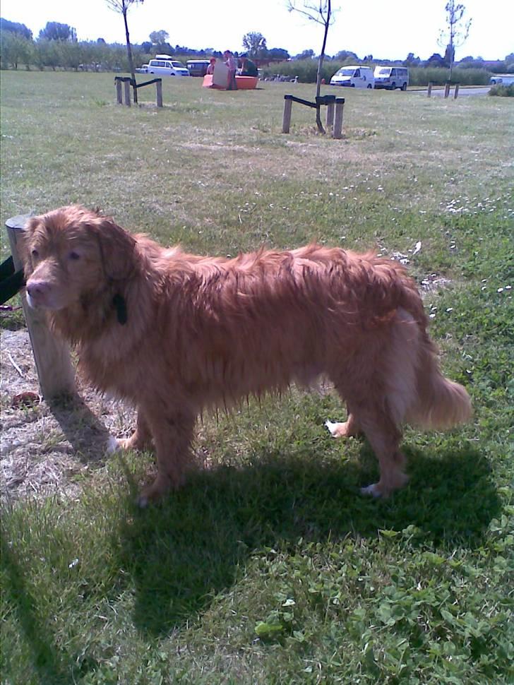 Nova scotia duck tolling retriever Silas Sakæus - Mig i hel figur - ikke noget at sige til at tøserne dåner når de ser mig :* 24/5 08 billede 8
