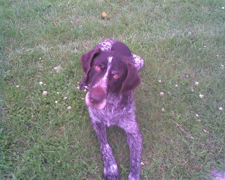 Ruhåret hønsehund Jack   † sov sødt † - smukkeé<3 billede 2