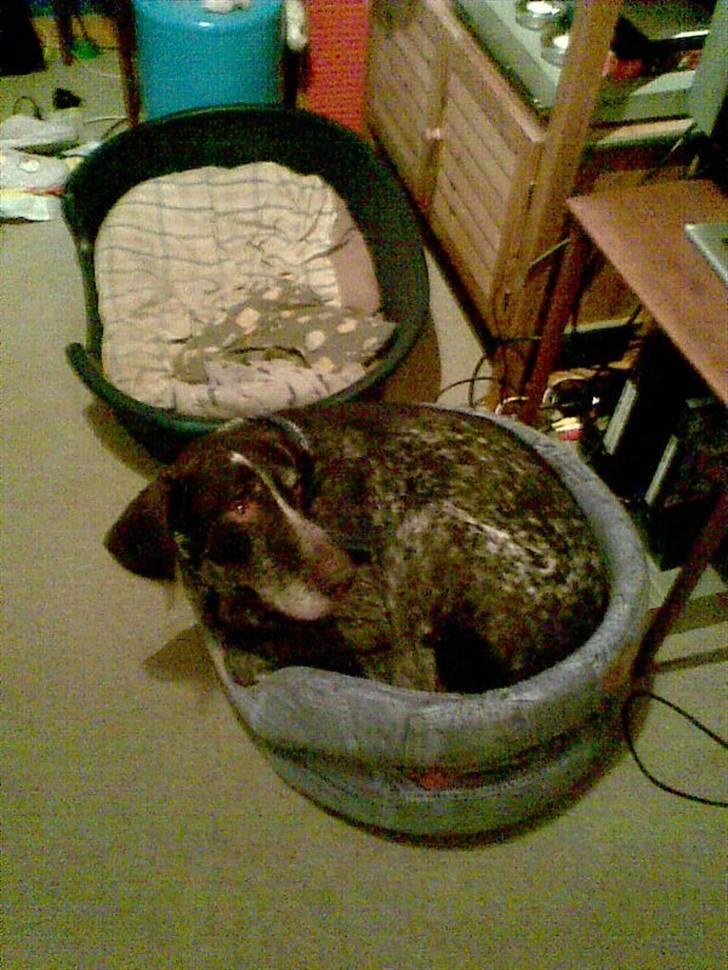 Ruhåret hønsehund Jack   † sov sødt † - jamen, jamen? jeg kan bedst lide små kurve :´)<3 billede 3