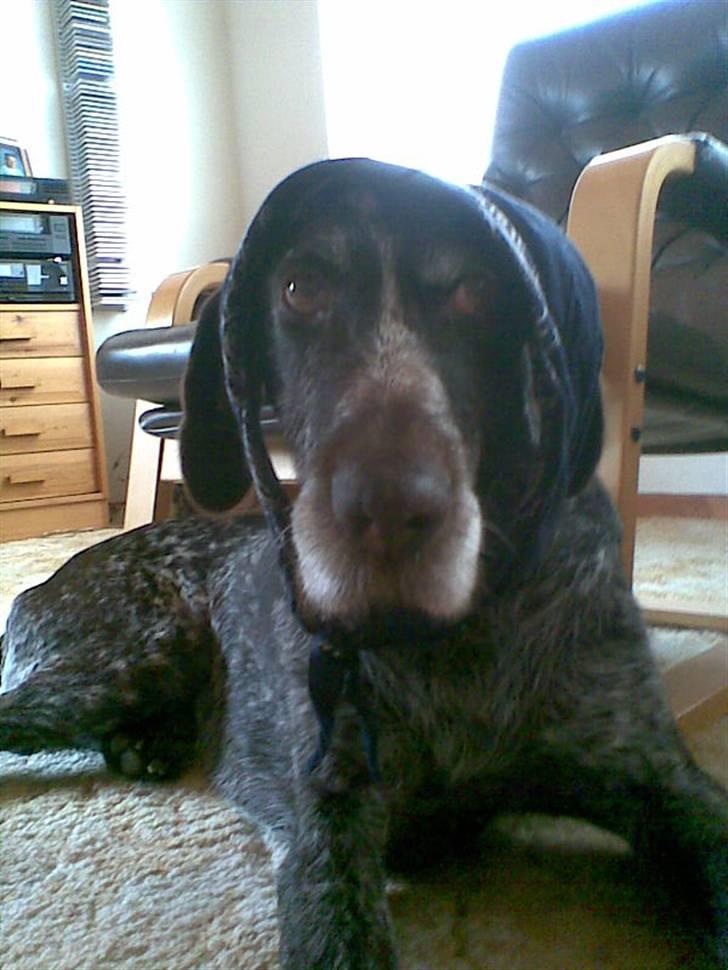 Ruhåret hønsehund Jack   † sov sødt † - ser jeg gammel ud? billede 4