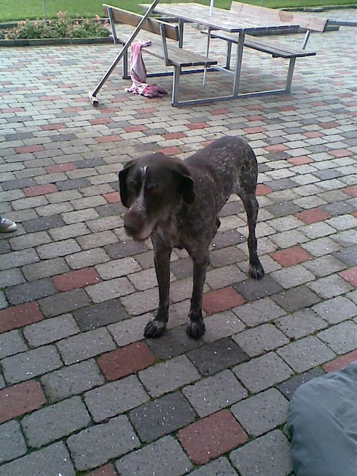 Ruhåret hønsehund Jack   † sov sødt † - jeg keder mig ss; billede 5