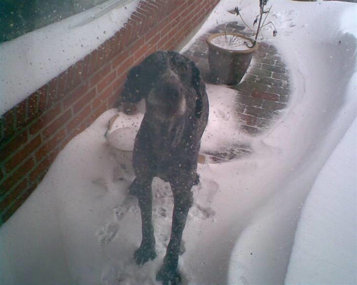 Ruhåret hønsehund Jack   † sov sødt † - jeeeeg viiiiil iiiiiiind !! billede 6