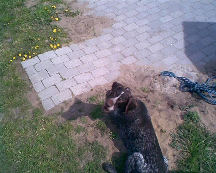 Ruhåret hønsehund Jack   † sov sødt † - hvordan fanden er du kommet der op? billede 7