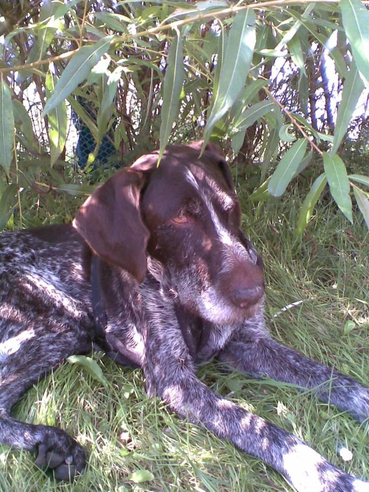 Ruhåret hønsehund Jack   † sov sødt † - med på camping :D billede 8