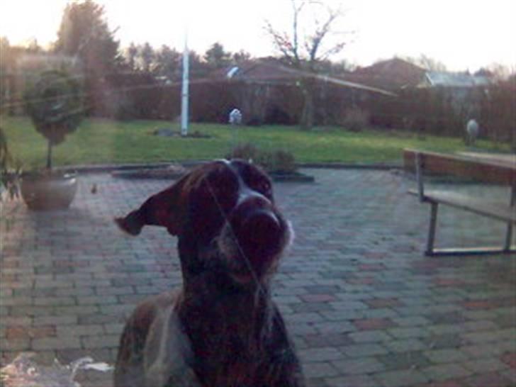 Ruhåret hønsehund Jack   † sov sødt † - maaaaad :D billede 9