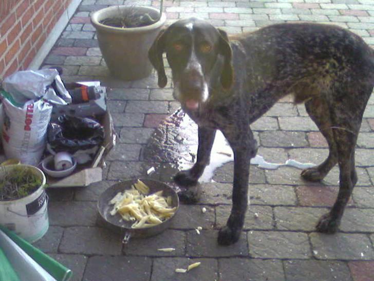 Ruhåret hønsehund Jack   † sov sødt † - det smager godt :)<3 billede 10