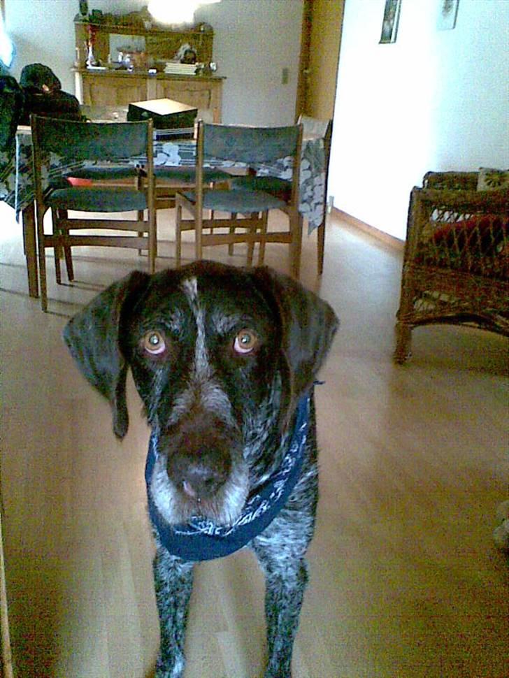 Ruhåret hønsehund Jack   † sov sødt † - såå smuuk<3 billede 11