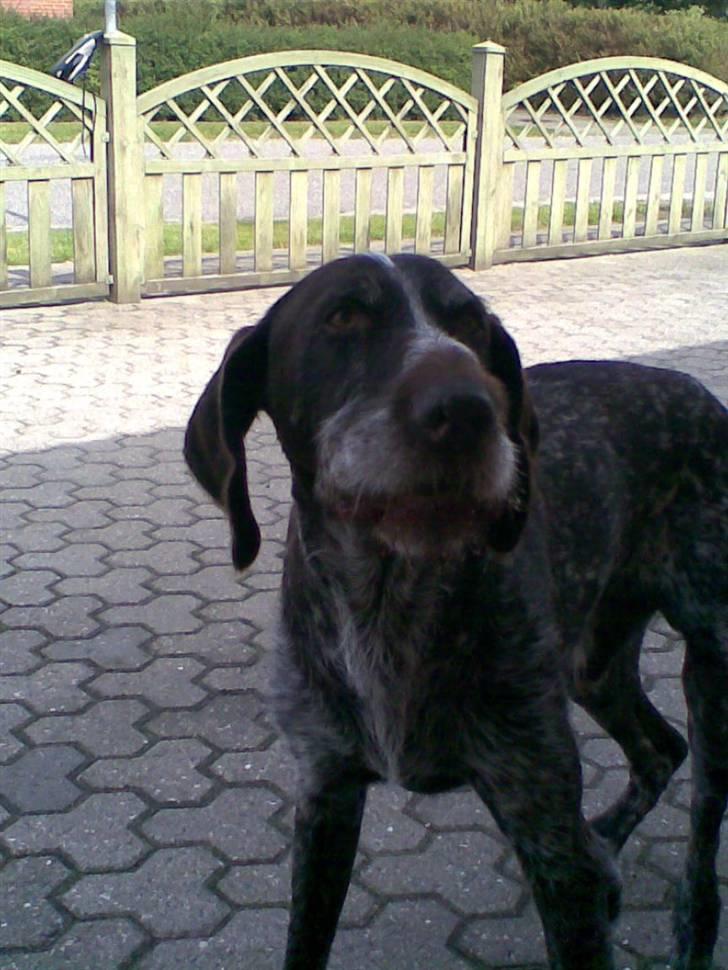 Ruhåret hønsehund Jack   † sov sødt † - vov ;) ..  billede 12