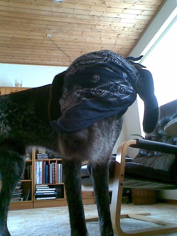 Ruhåret hønsehund Jack   † sov sødt † - i just wanna be a gangstar xD billede 13