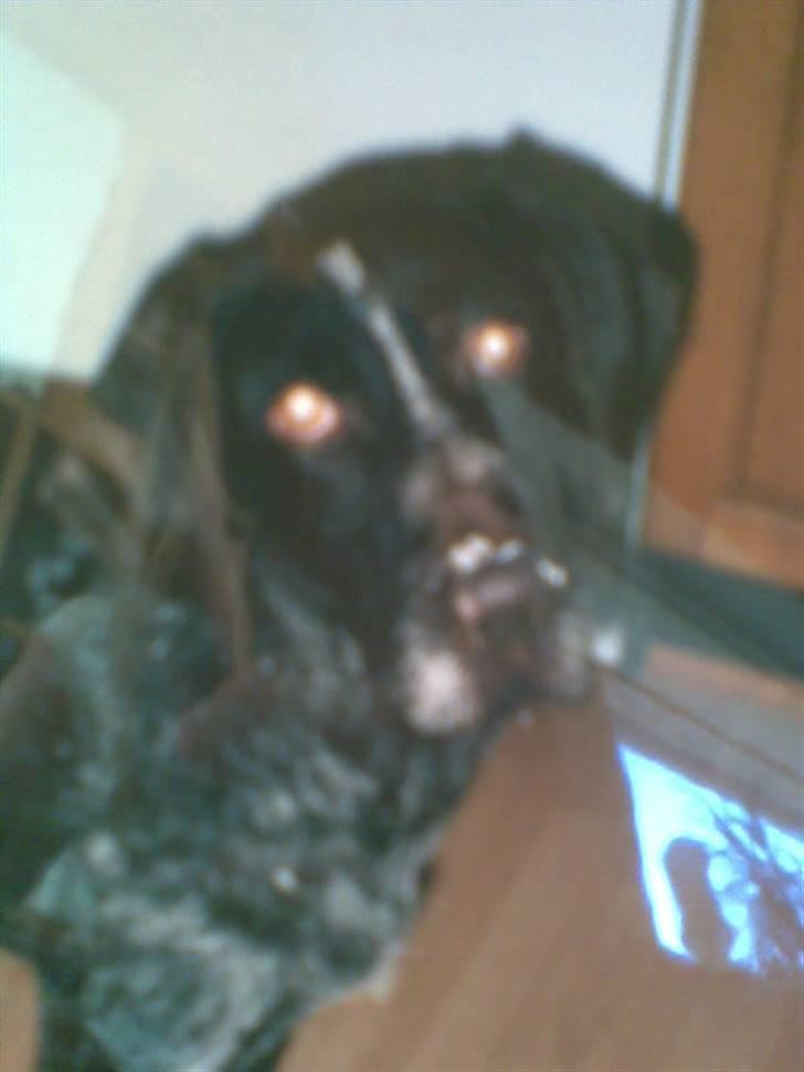 Ruhåret hønsehund Jack   † sov sødt † - jack lige yngere(: så cute(: endenten er det is eller sovs han har på snuden :D billede 14