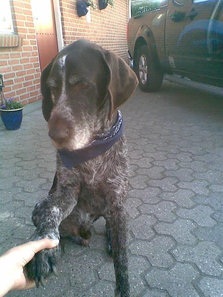 Ruhåret hønsehund Jack   † sov sødt † - giv pote:)   så sød med det tørklæde :) billede 15