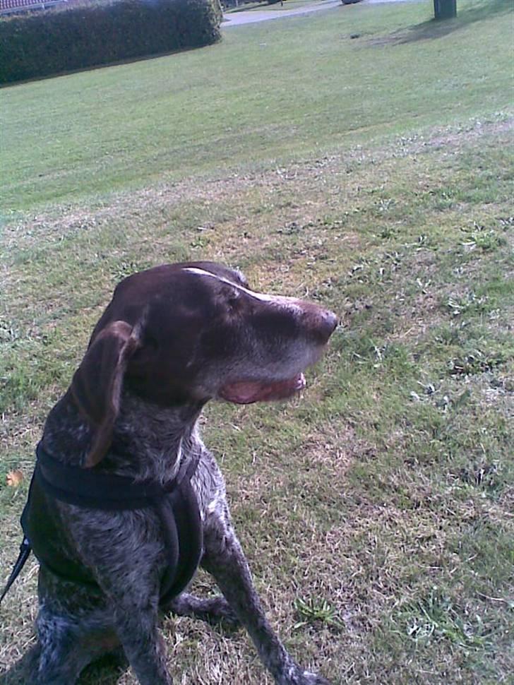 Ruhåret hønsehund Jack   † sov sødt † - jeg elsker og være ude og gå :) billede 16