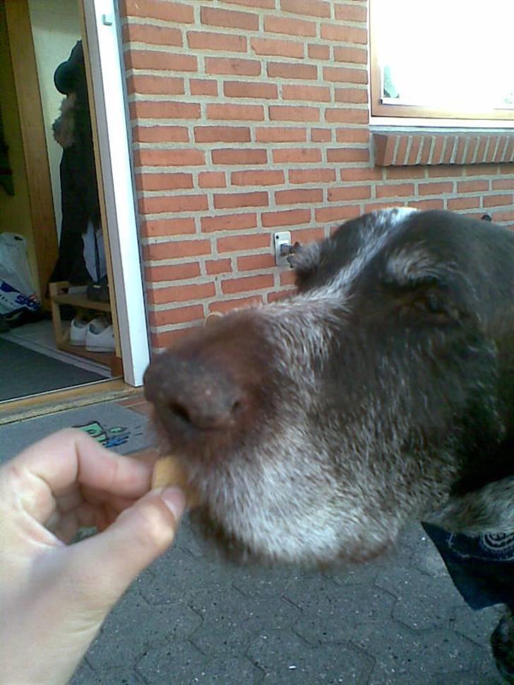 Ruhåret hønsehund Jack   † sov sødt † - tag godbiden lige så stille :D billede 17