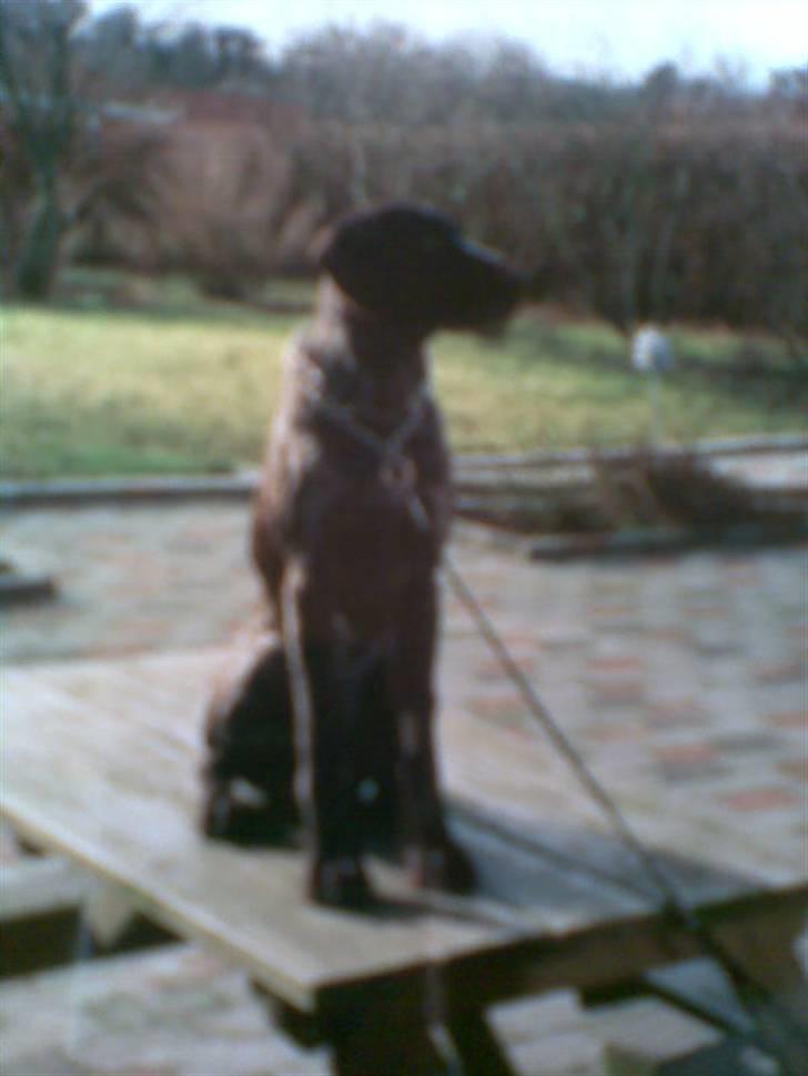 Ruhåret hønsehund Jack   † sov sødt † - der er bedre udsigt her oppe :p billede 18