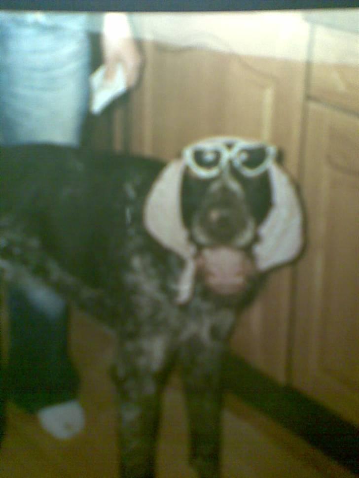 Ruhåret hønsehund Jack   † sov sødt † - i´m HOT !<3 billede 19