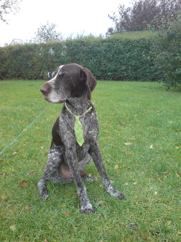 Ruhåret hønsehund Jack   † sov sødt † - tak fordi i kiggede med [; ..  billede 20