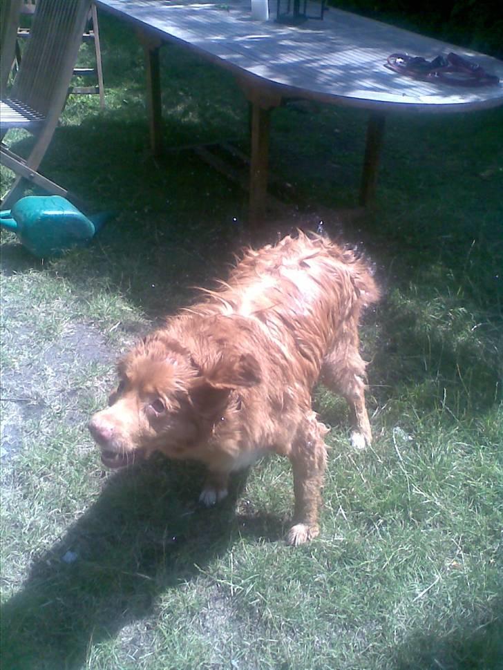 Nova scotia duck tolling retriever Silas Sakæus - Shaker Boy :D 12/7 08 billede 9