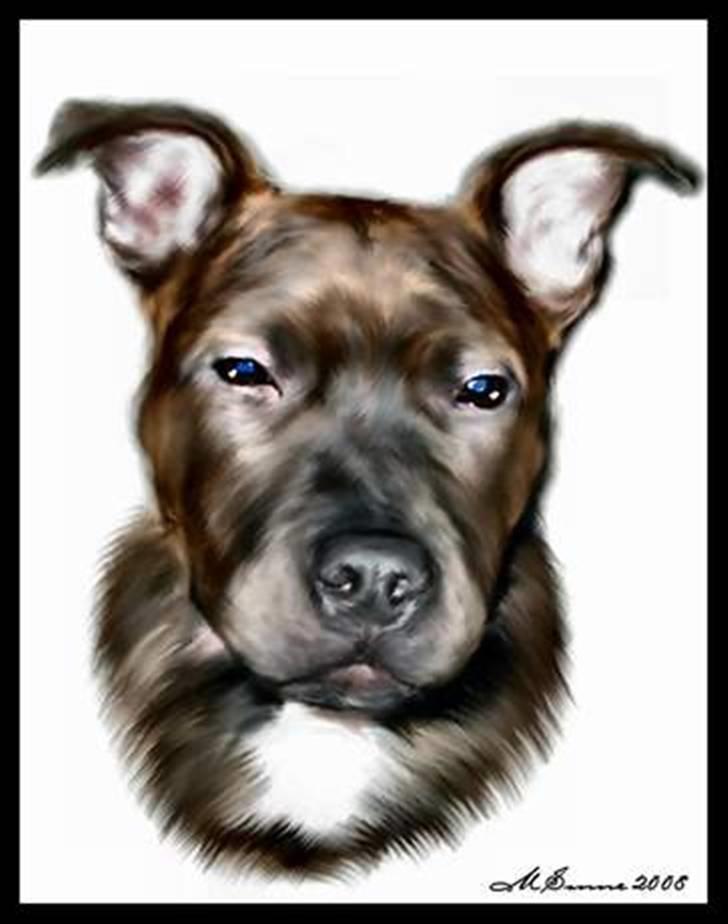Staffordshire bull terrier "Zezar"   billede 20