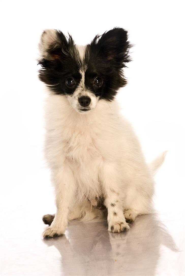 Papillon Buffy - Buffy, min lille model *G*. billede 1