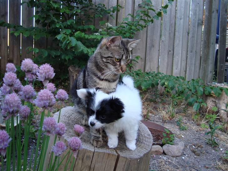 Papillon Buffy - Bella og Buffy. billede 2