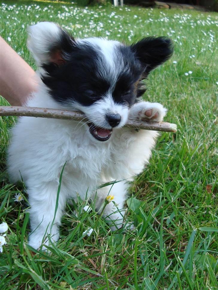 Papillon Buffy - Buffy og hans elskede pind :D billede 3