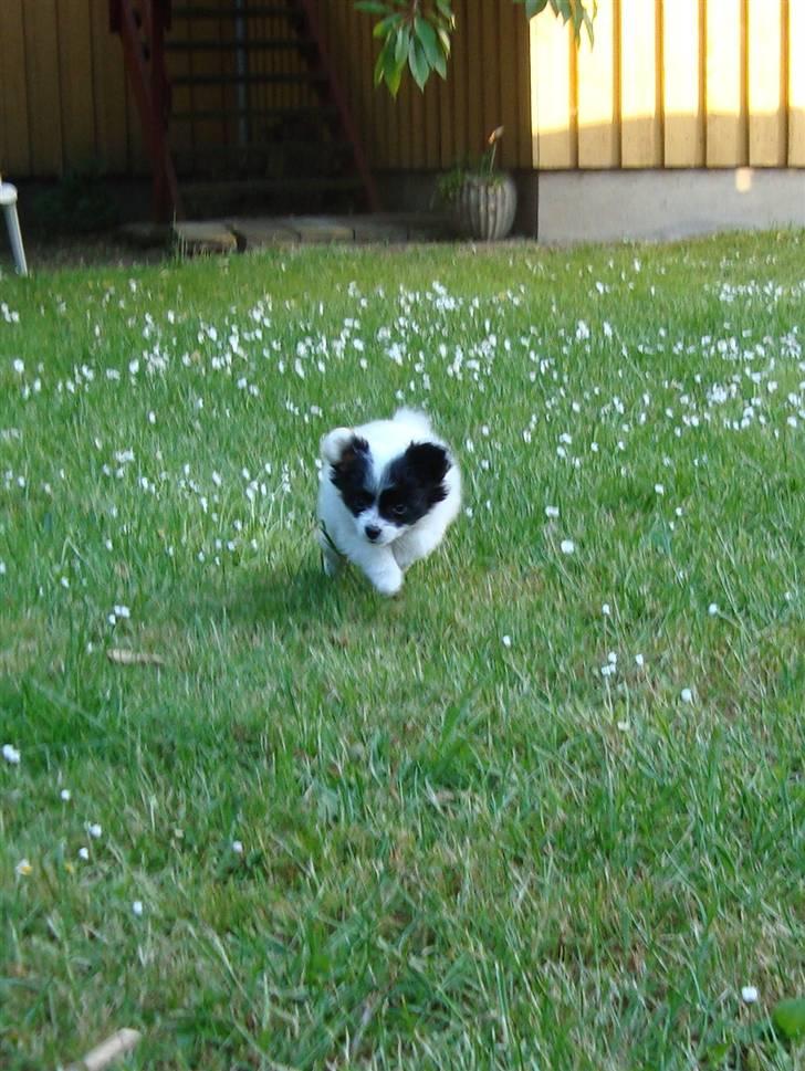 Papillon Buffy - Af banen, her kommer BUFFYYY! :D billede 4